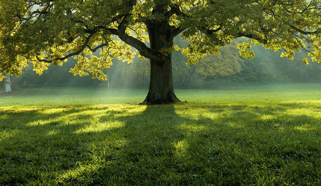 Vereniging OBW - informatieavond stikstofbeleid en gebiedsplan